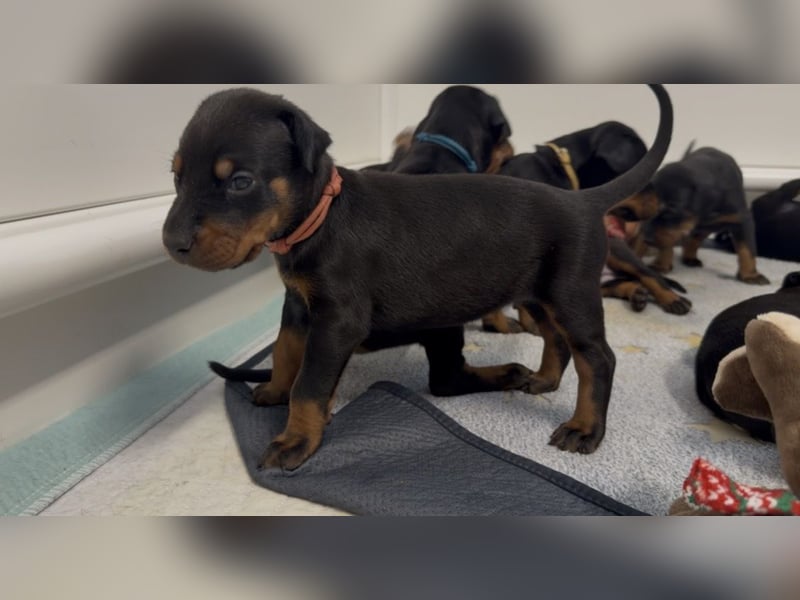 Dobermann Welpen mit Ahnentafel