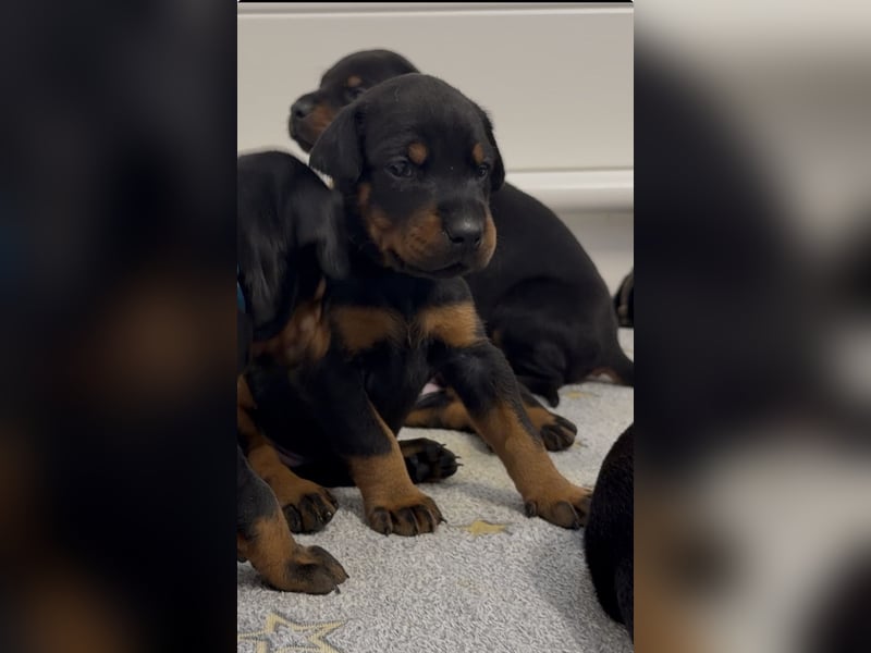 Dobermann Welpen mit Ahnentafel