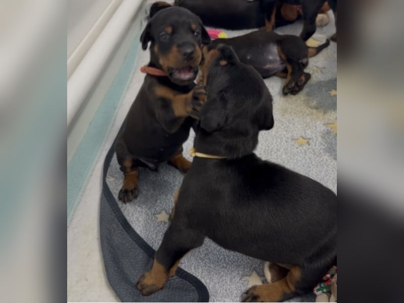 Dobermann Welpen mit Ahnentafel