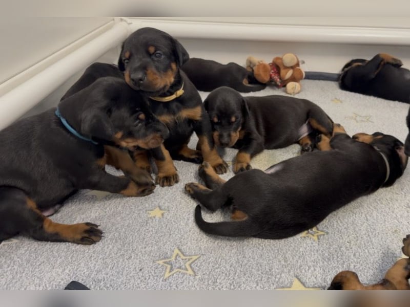 Dobermann Welpen mit Ahnentafel
