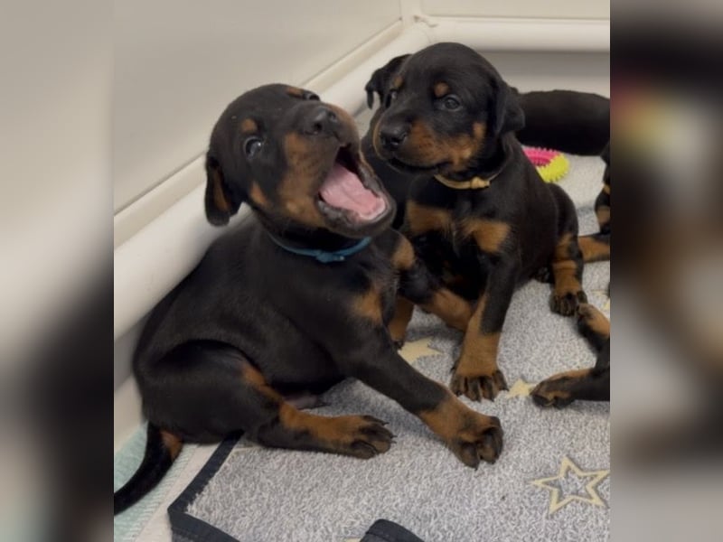 Dobermann Welpen mit Ahnentafel