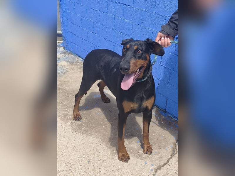 Cloe - wunderschöne Dobermann-Dame sucht rasseerfahrene Menschen mit Herz und Verantwortung