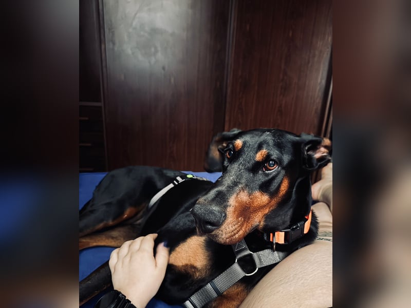 Cloe - wunderschöne Dobermann-Dame sucht rasseerfahrene Menschen mit Herz und Verantwortung