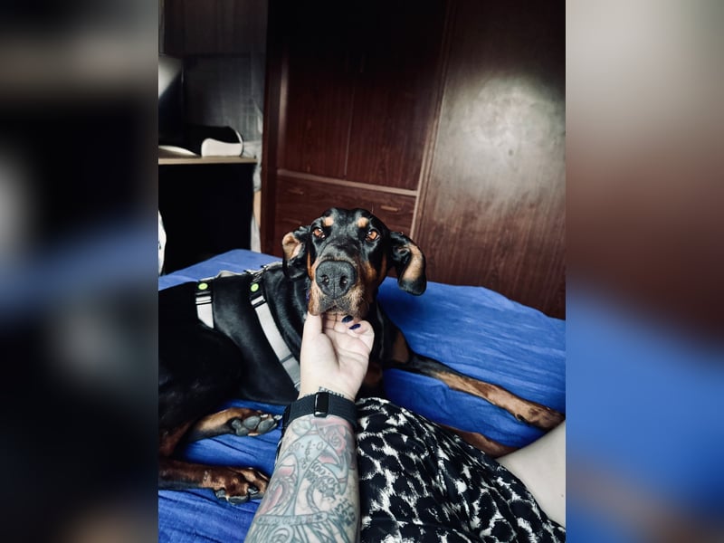 Cloe - wunderschöne Dobermann-Dame sucht rasseerfahrene Menschen mit Herz und Verantwortung