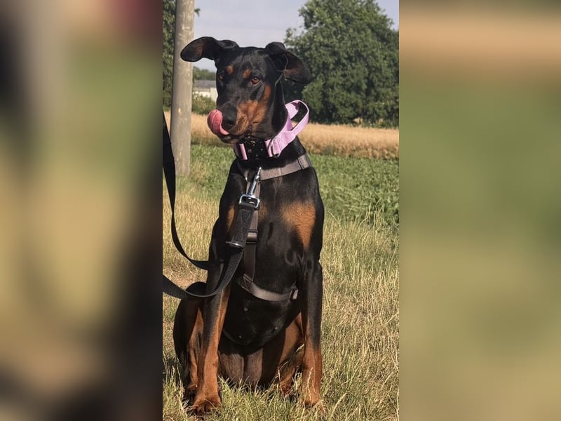 Cloe - wunderschöne Dobermann-Dame sucht rasseerfahrene Menschen mit Herz und Verantwortung
