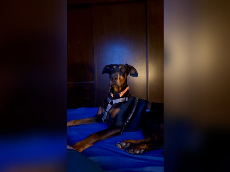 Cloe - wunderschöne Dobermann-Dame sucht rasseerfahrene Menschen mit Herz und Verantwortung