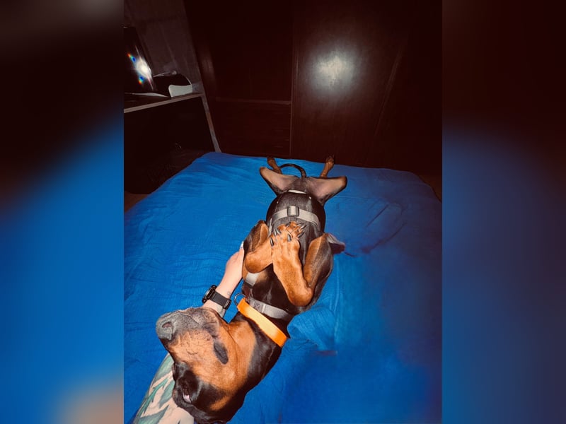 Cloe - wunderschöne Dobermann-Dame sucht rasseerfahrene Menschen mit Herz und Verantwortung
