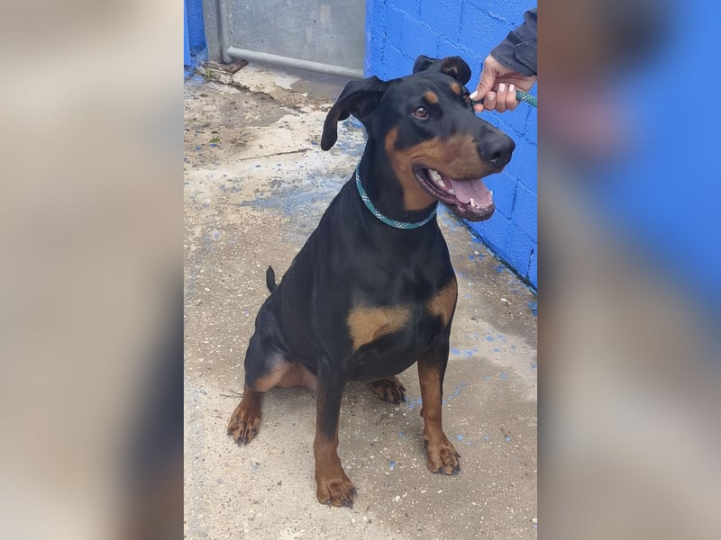 Cloe - wunderschöne Dobermann-Dame sucht rasseerfahrene Menschen mit Herz und Verantwortung