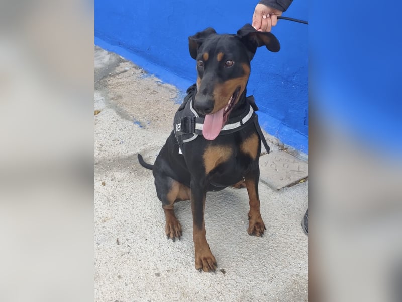 Cloe - wunderschöne Dobermann-Dame sucht rasseerfahrene Menschen mit Herz und Verantwortung