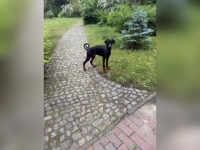 Dobermann Rüde