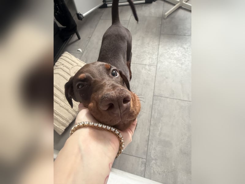 Dobermann Rüde
