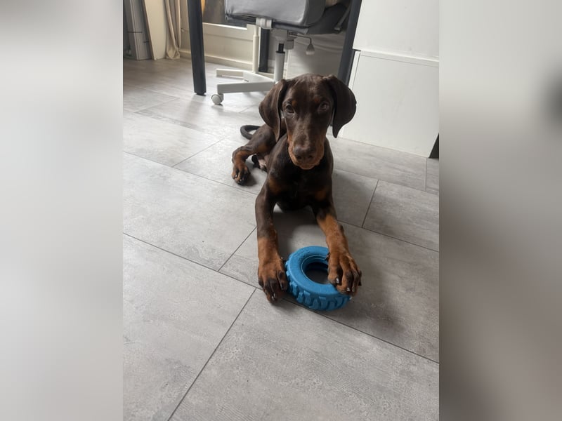 Dobermann Rüde