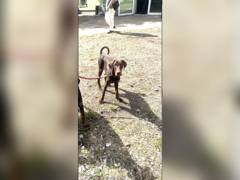 Dobermann Rüde