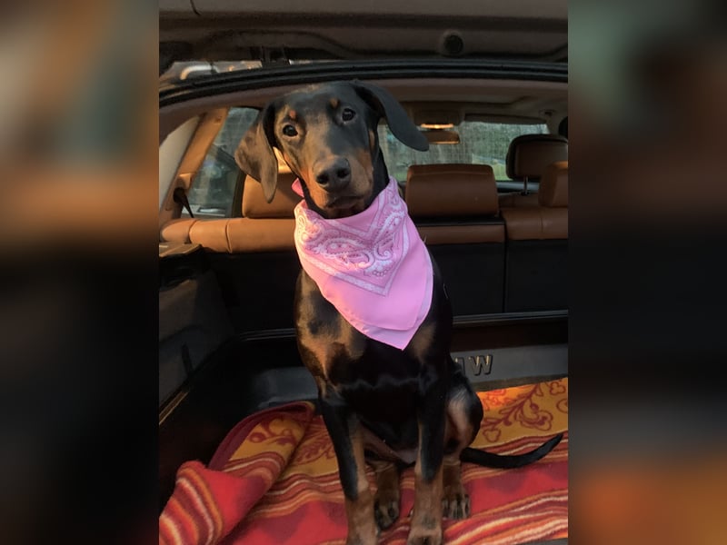 Belle Schmuse-Hündin für Familie oder sportlich aktive