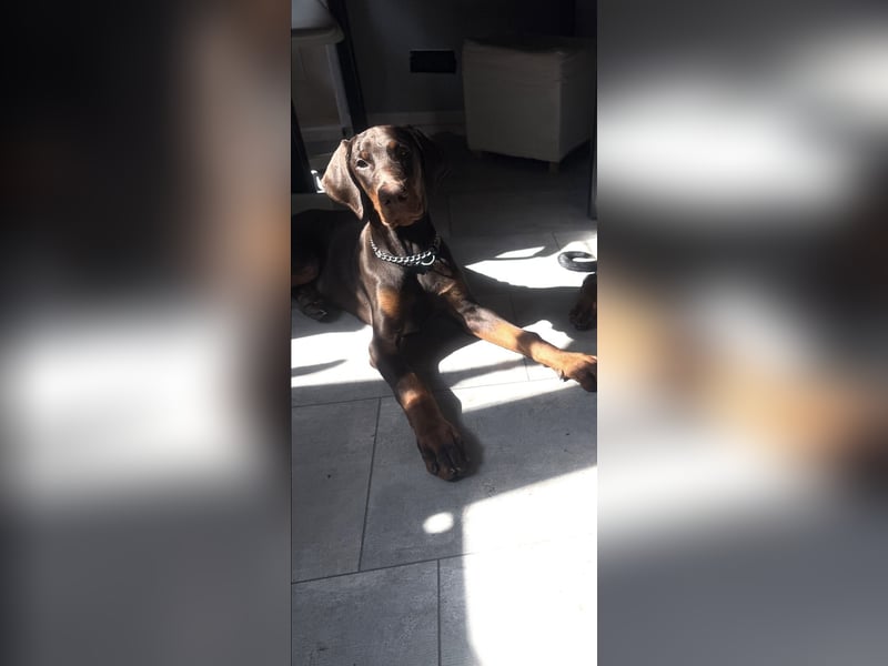 Dobermann Rüde