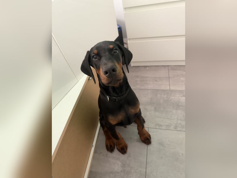 Dobermann Rüde