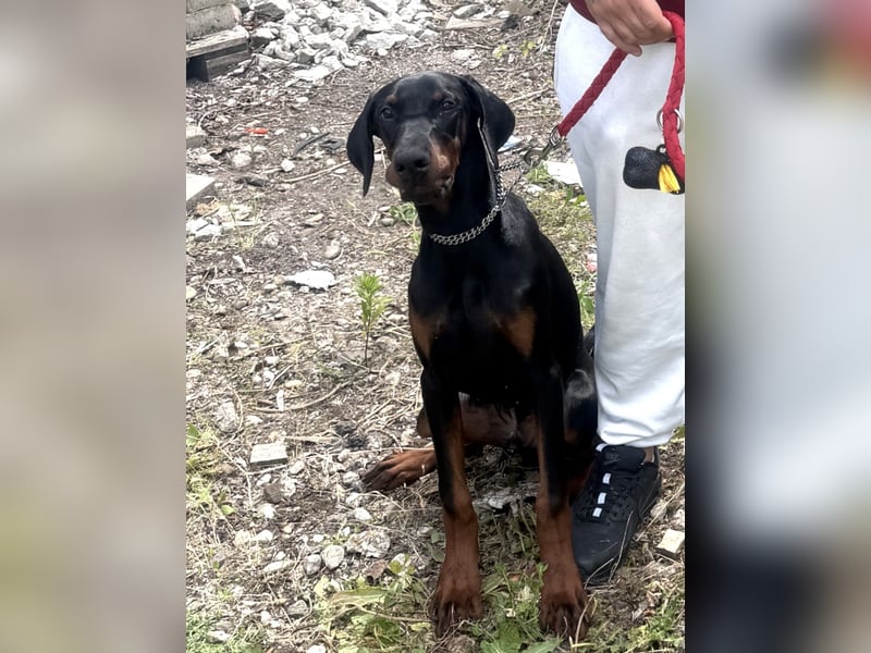 Dobermann Rüde
