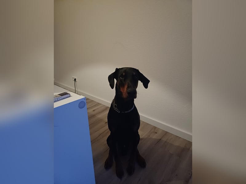 Dobermann Rüde sucht erfahrenes zu Hause