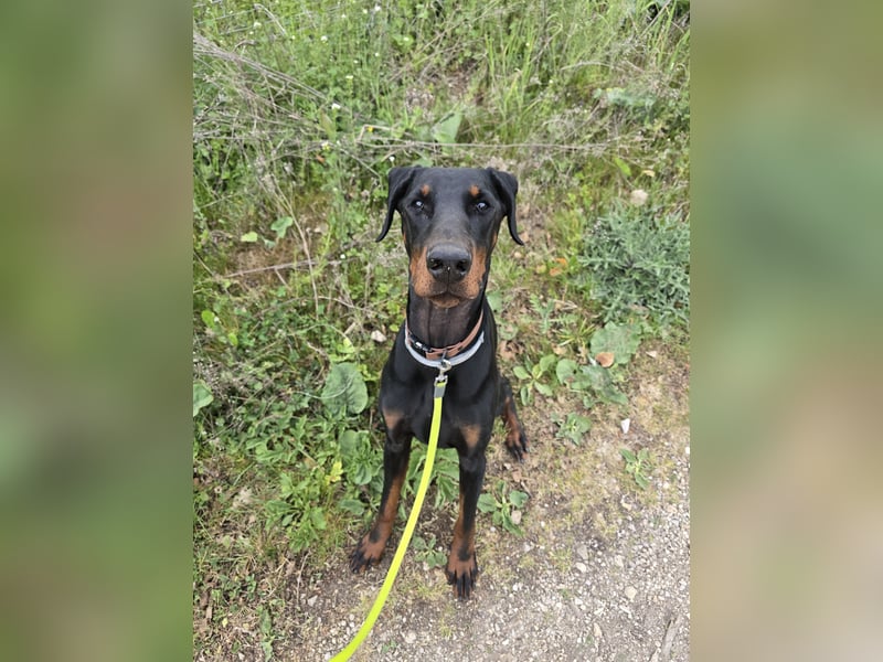 Pubertärer Traumdobermann sucht kompetentes Traumzuhause!