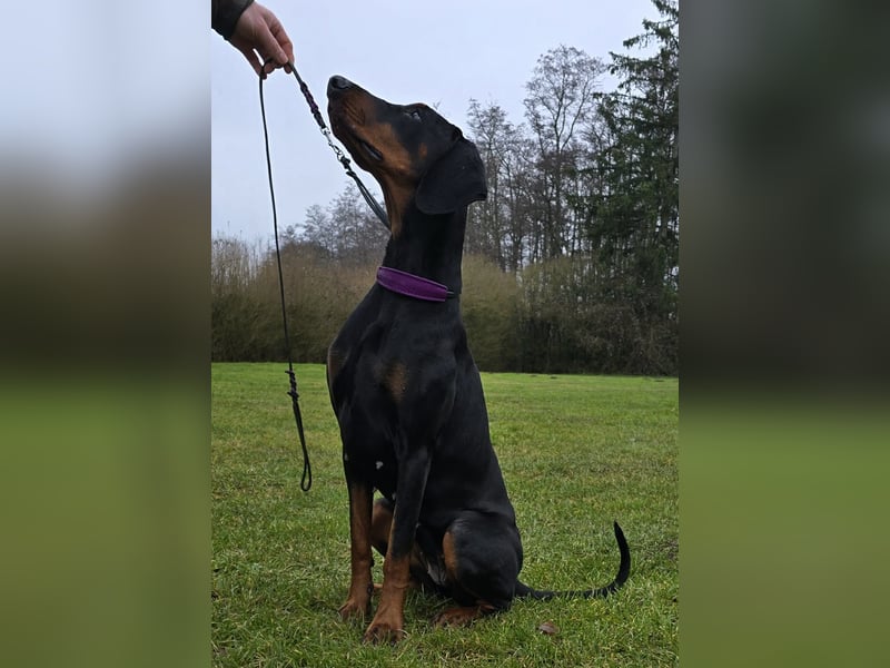 Liebe Dobermann Hündin 15 Monate alte