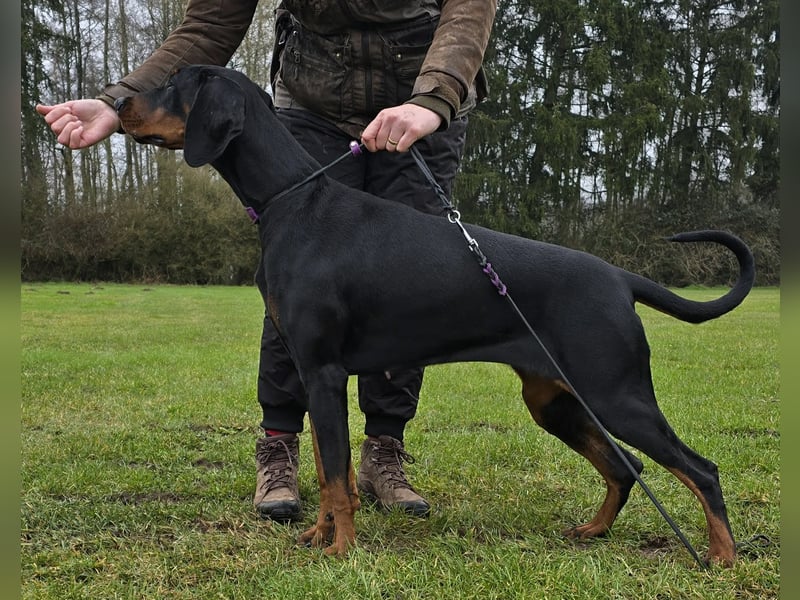 Liebe Dobermann Hündin 15 Monate alte