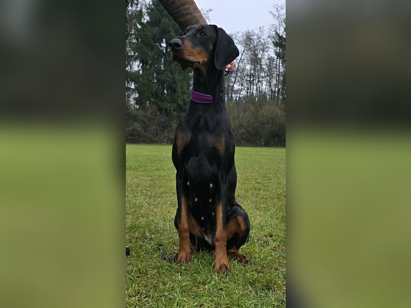 Liebe Dobermann Hündin 15 Monate alte