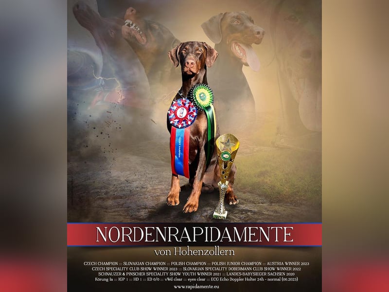 Dobermann Welpen aus Championverpaarung - FCI