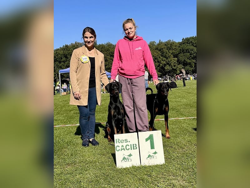 Dobermann Welpen geplant aus Championverpaarung - FCI