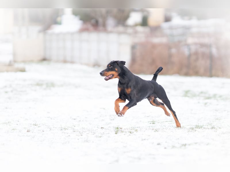 Dobermann Jungrüde 15 Monate - FCI