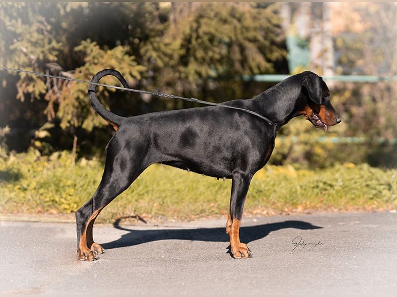 Dobermann Welpen geplant aus Championverpaarung - FCI
