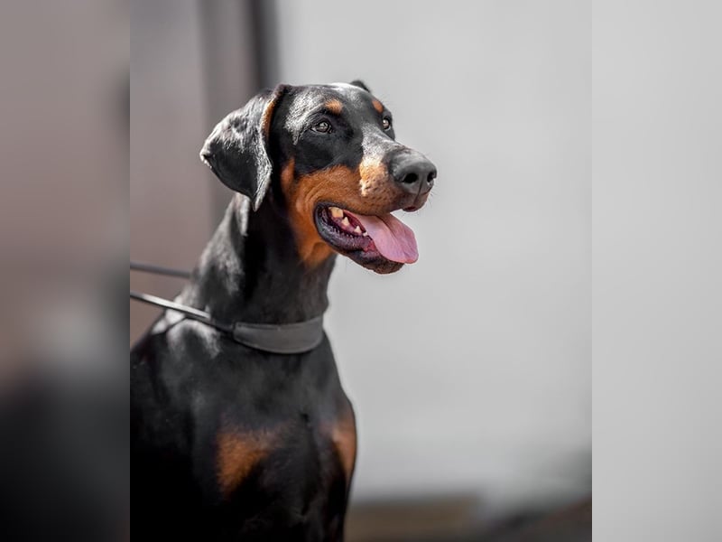 Dobermann Welpen aus Championverpaarung - FCI