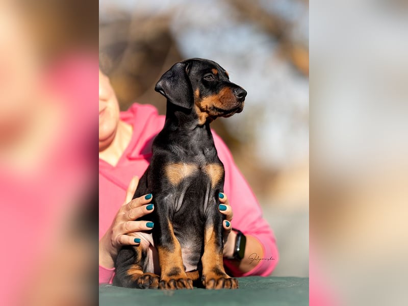 Dobermann Welpen aus Championverpaarung - FCI