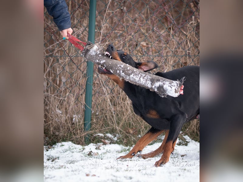 Dobermann Jungrüde 15 Monate - FCI