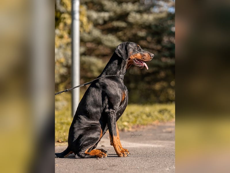 Dobermann Welpen geplant aus Championverpaarung - FCI