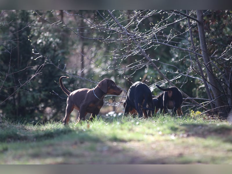 Dobermann Welpen mit FCI Ahnentafel