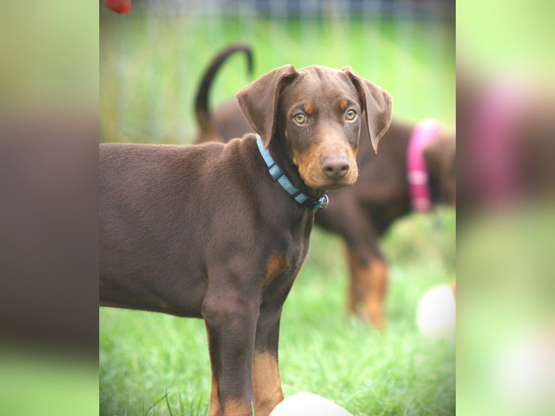 Dobermann Welpen aus Leistung und Schönheit - FCI