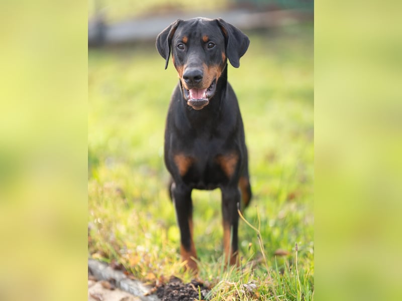 Dobermann Jungrüde 1 Jahr - FCI