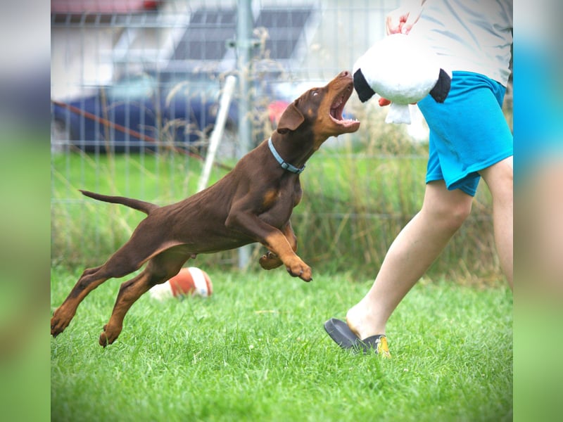 Dobermann Welpen aus Leistung und Schönheit - FCI