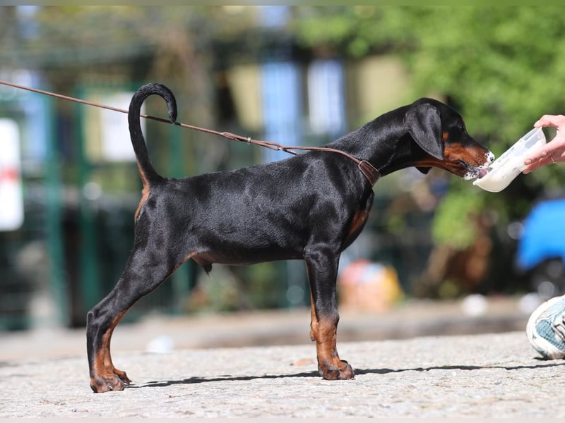 Dobermann Welpen mit FCI Ahnentafel