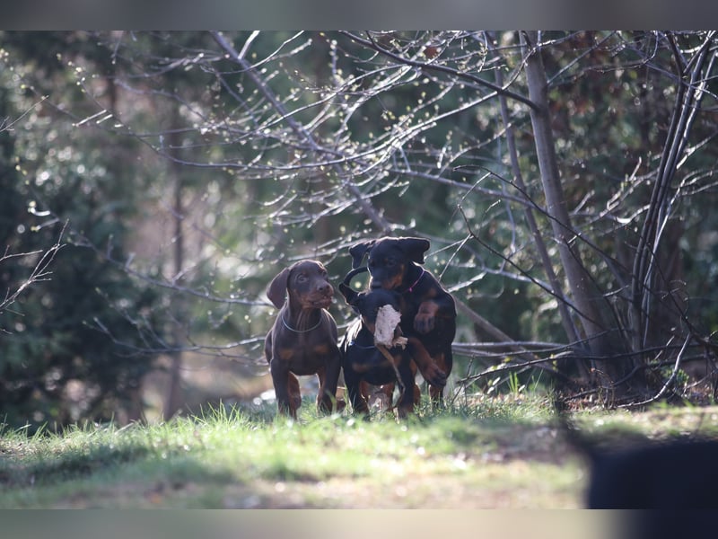 Dobermann Welpen mit FCI Ahnentafel