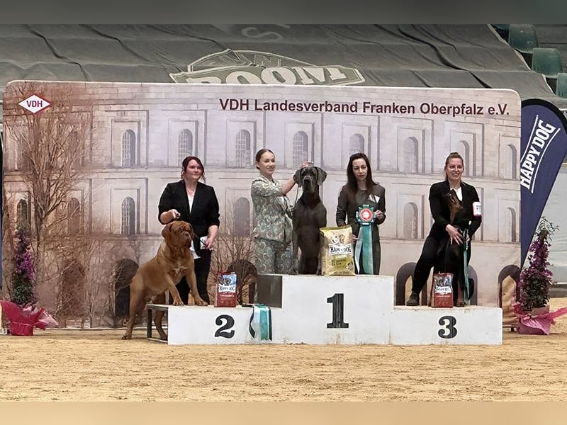 Dobermann Welpen geplant aus Championverpaarung - FCI