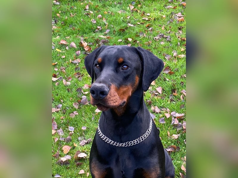 Dobermann Rüde 8 Monate - FCI Stammbaum