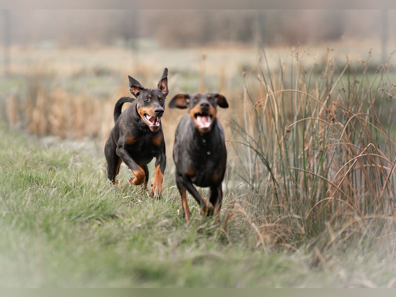 Dobermann Jungrüde 1 Jahr - FCI