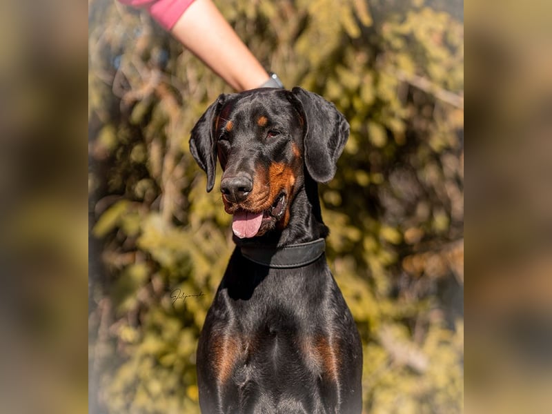 Dobermann Welpen geplant aus Championverpaarung - FCI