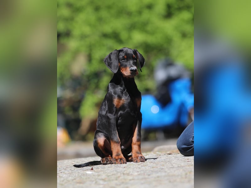Dobermann Welpen mit FCI Ahnentafel