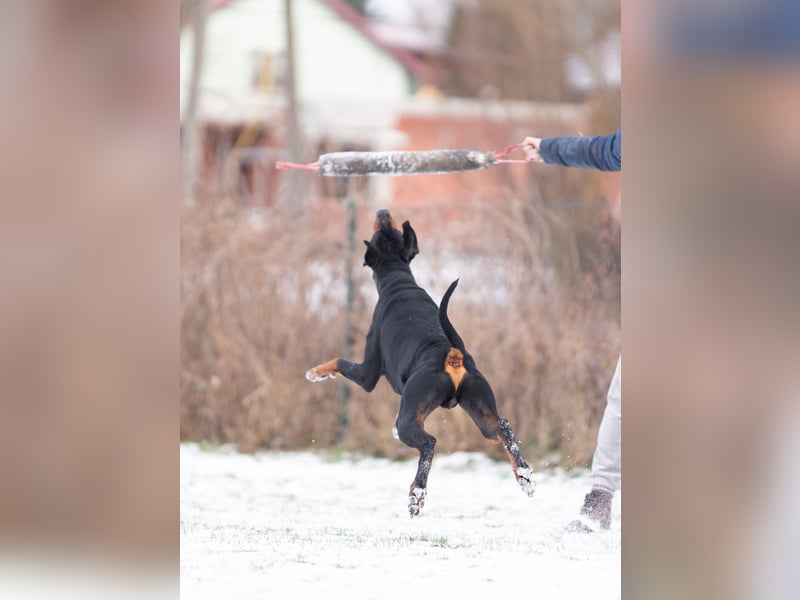 Dobermann Jungrüde 15 Monate - FCI
