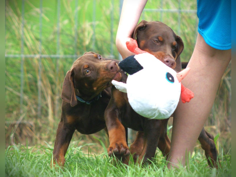 Dobermann Welpen aus Leistung und Schönheit - FCI