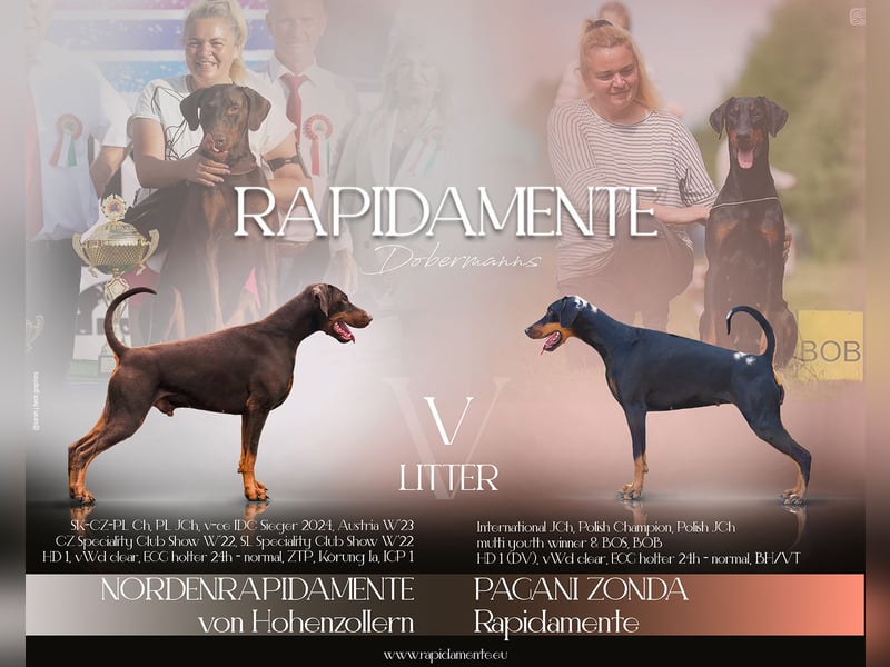 Dobermann Welpen aus Championverpaarung - FCI