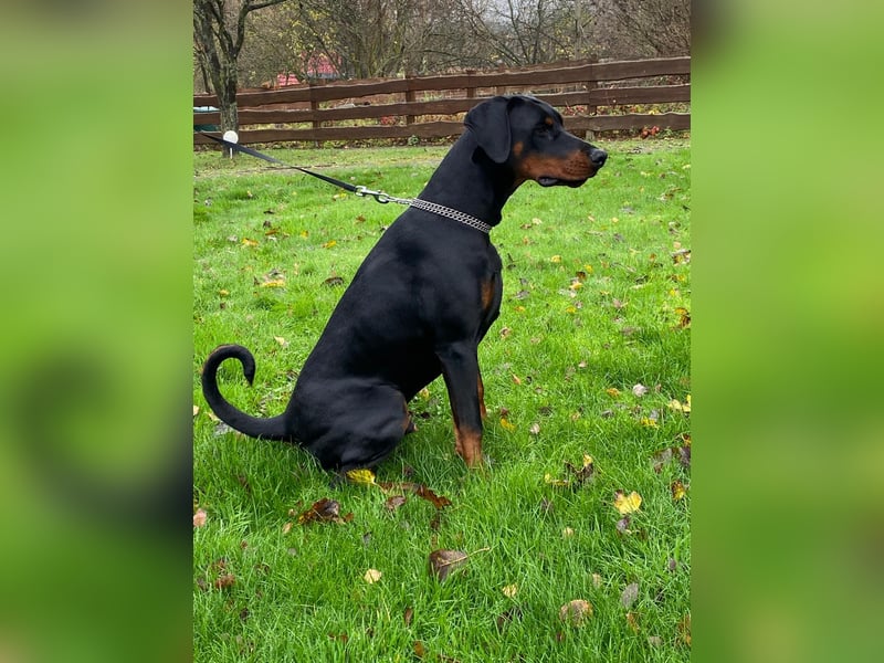 Dobermann Rüde 8 Monate - FCI Stammbaum