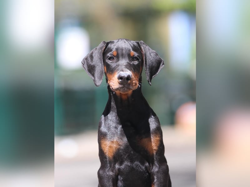 Dobermann Welpen mit FCI Ahnentafel
